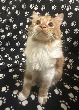 Creamsicle (bonded to Rainbow Pickle) -  Domestic Long Hair Cat for Adoption in Dublin, Ohio - Creamsicle (bonded To Rainbow Pickle) | PetCurious