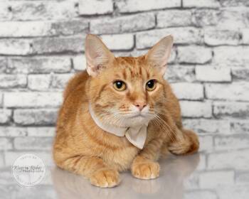Wesson -  Domestic Short Hair and Tabby Cat for Adoption in Tuscaloosa, Alabama - Wesson | PetCurious