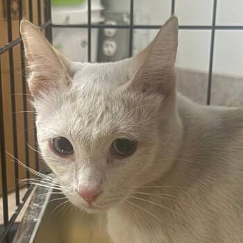 Charleston -  Siamese Cat for Adoption in Las Vegas, Nevada - Charleston | PetCurious