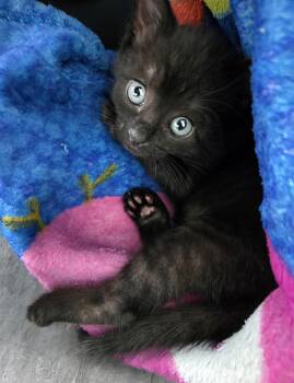 Bo -  Domestic Short Hair Cat for Adoption in Nashville, Tennessee - Bo | PetCurious