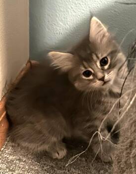 Bea -  Domestic Medium Hair Cat for Adoption in Urbandale, Iowa - Bea | PetCurious