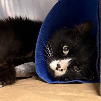 Domestic Long Hair Cats Available for Adoption in Greenville, South Carolina - Bowie (TNR Finder Will Pick Up) | PetCurious