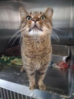 Popsicle Pete (26-195 C) -  Domestic Short Hair Cat for Adoption in Lansing, Michigan - Popsicle Pete (26-195 C) | PetCurious