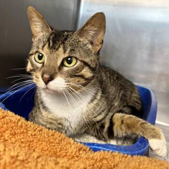 Domestic Short Hair Cats Available for Adoption in Newport, North Carolina - Chowder | PetCurious