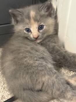 Honey Clover -  Domestic Short Hair Cat for Adoption in Dallas, Texas - Honey Clover | PetCurious