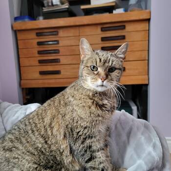Cookies & Cream -  Domestic Short Hair Cat for Adoption in Toronto, Ontario - Cookies & Cream | PetCurious