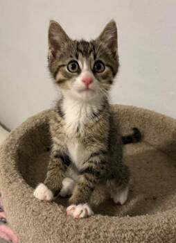 John -  Domestic Short Hair Cat for Adoption in Rochester, Indiana - John | PetCurious