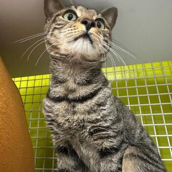 Domestic Short Hair Cats Available for Adoption - Lenny 2 | PetCurious