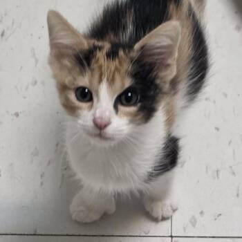 Muffin -  Domestic Short Hair Cat Available for Adoption in Midland, Texas - Muffin | PetCurious