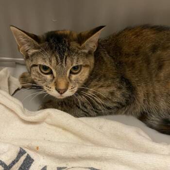 Allina -  Domestic Short Hair Cat for Adoption in Memphis, Tennessee - Allina | PetCurious