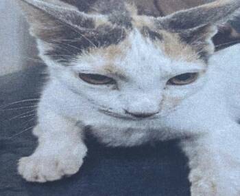 Domestic Short Hair Cats Available for Adoption in Zimmerman, Minnesota - Juliet | PetCurious