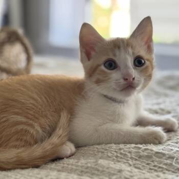 Mango Tango -  Domestic Short Hair Cat for Adoption - Mango Tango | PetCurious