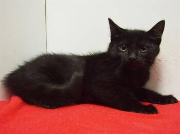 Rescue Domestic Short Hair Cats for Adoption in Sacramento, California - ZION | PetCurious