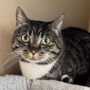 Domestic Short Hair Cats Available for Adoption in Goleta, California - Boogie | PetCurious