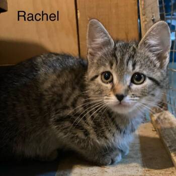Rachel -  Domestic Short Hair Cat for Adoption in Centerville, Tennessee - Rachel | PetCurious