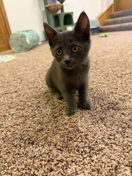Lyra -  Domestic Short Hair Cat for Adoption in Dayton, Minnesota - Lyra | PetCurious