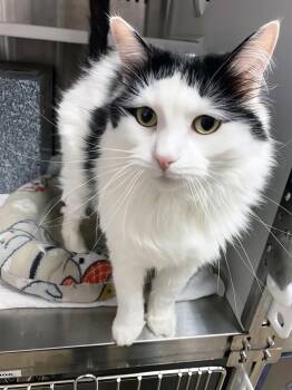 Ren -  Domestic Short Hair Cat for Adoption in Nashville, Tennessee - Ren | PetCurious