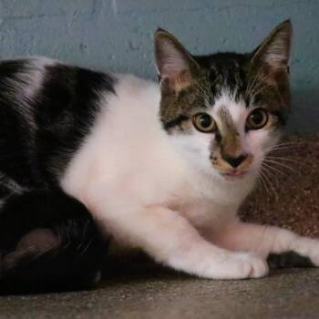 Lacy -  Domestic Short Hair Cat for Adoption in Sarasota, Florida - Lacy | PetCurious