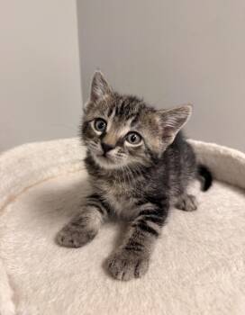 Domestic Short Hair Cats Available for Adoption in Batesville, Arkansas - Noodle | PetCurious