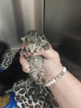 Rescue Domestic Short Hair Cats for Adoption in Republic, Missouri - Riff | PetCurious