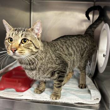 Domestic Short Hair Cats Available for Adoption in Warrensburg, Missouri - Barry | PetCurious