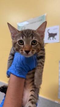 Lana -  Domestic Short Hair Cat for Adoption in Honolulu, Hawaii - Lana | PetCurious