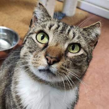 Rescue Domestic Short Hair Cats for Adoption in Tioga, Pennsylvania - Nacho | PetCurious