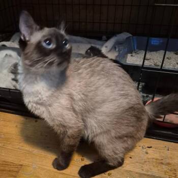 Cappuccino -  Domestic Short Hair Cat for Adoption in Grantsville, Utah - Cappuccino | PetCurious