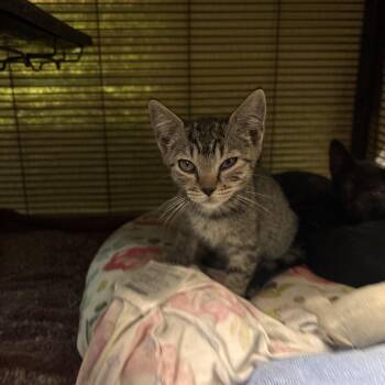 Honda -  Domestic Short Hair Cat for Adoption in Charleston, South Carolina - Honda | PetCurious