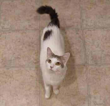 Domestic Short Hair Cats Available for Adoption in Vancouver, Washington - Daisy Doodles | PetCurious