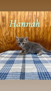 Logan -  Domestic Short Hair Cat for Adoption in Crystal Springs, Mississippi - Logan | PetCurious