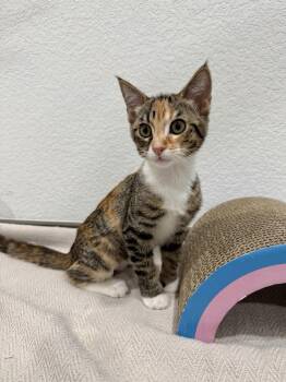 Nova -  Domestic Short Hair Cat for Adoption in Las Vegas, Nevada - Nova | PetCurious