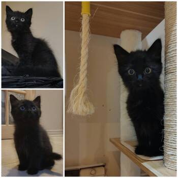 PENTA -  Domestic Short Hair Cat for Adoption in Delson, Quebec - PENTA | PetCurious