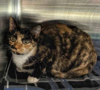 Domestic Short Hair Cats Available for Adoption - Chelsea | PetCurious