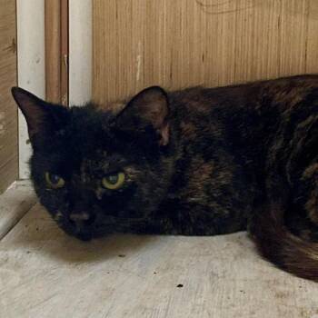 Ariel -  Domestic Short Hair Cat for Adoption in Fairmont, West Virginia - Ariel | PetCurious