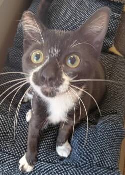 Domestic Short Hair Cats Available for Adoption in Fort Myers, Florida - Mittie | PetCurious