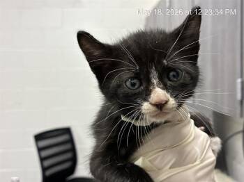 KIWI -  Domestic Short Hair Cat for Adoption in Ocala, Florida - KIWI | PetCurious