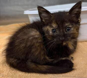 Tori -  Domestic Short Hair Cat for Adoption in Lagrange, Indiana - Tori | PetCurious