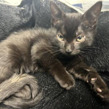 cognac -  Domestic Short Hair Cat for Adoption in West Palm Beach, Florida - Cognac | PetCurious