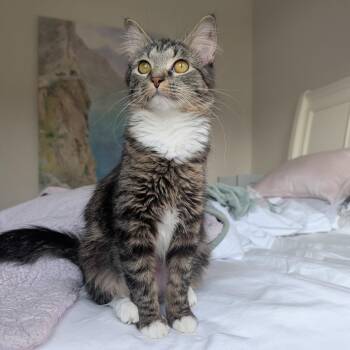 Domestic Medium Hair Cats Available for Adoption - Rue | PetCurious