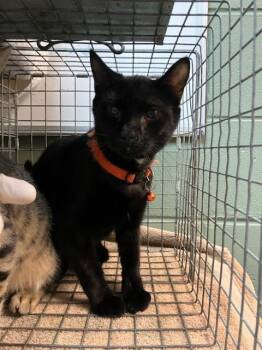 Domestic Short Hair Cats Available for Adoption in Jacksonville, Florida - EMPEROR MEOWPATINE | PetCurious