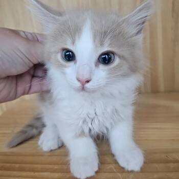 Mountain Dew -  Domestic Long Hair Cat for Adoption in Corydon, Indiana - Mountain Dew | PetCurious
