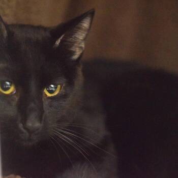 Tiger -  Domestic Short Hair Cat for Adoption in Belleville, Illinois - Tiger | PetCurious