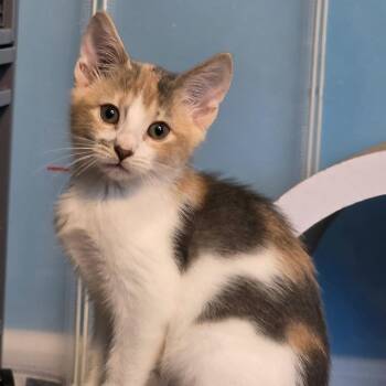 Lindy -  Domestic Short Hair Cat for Adoption in Newport News, Virginia - Lindy | PetCurious