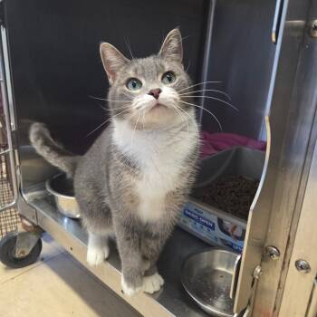 Rescue Domestic Short Hair Cats for Adoption in Warwick, Rhode Island - Lil Bit | PetCurious