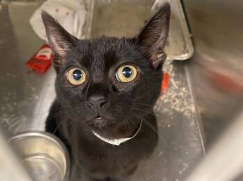LUCKY DUCKY -  Domestic Short Hair Cat for Adoption in Tustin, California - LUCKY DUCKY | PetCurious