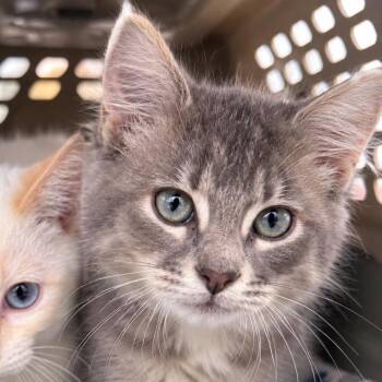 Dash 1501Vandiver213- 04 -  Domestic Long Hair Cat for Adoption in Columbia, Missouri - Dash 1501Vandiver213- 04 | PetCurious