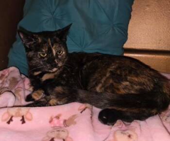 Blossom Twinkletoes -  Domestic Short Hair Cat for Adoption in Wilmington Island, Georgia - Blossom Twinkletoes | PetCurious