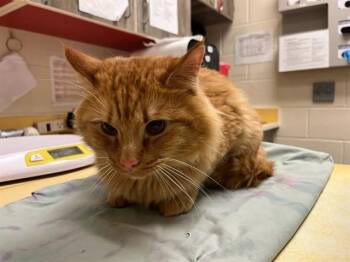 BUBBA -  Domestic Long Hair Cat Available for Adoption in Colorado Springs, Colorado - BUBBA | PetCurious