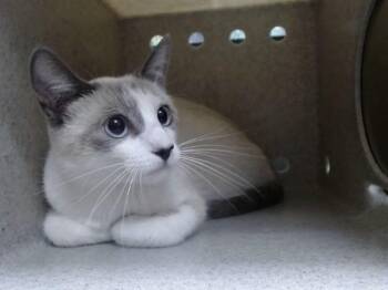 A552579 -  Domestic Short Hair Cat for Adoption in Moreno Valley, California - A552579 | PetCurious